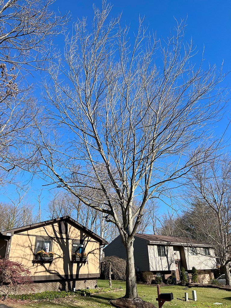 Before tree and stump removal specialists