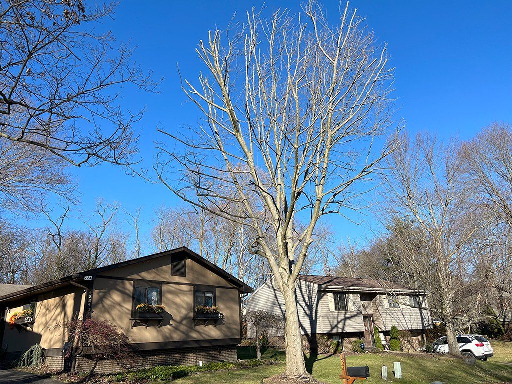 After tree and stump removal specialists