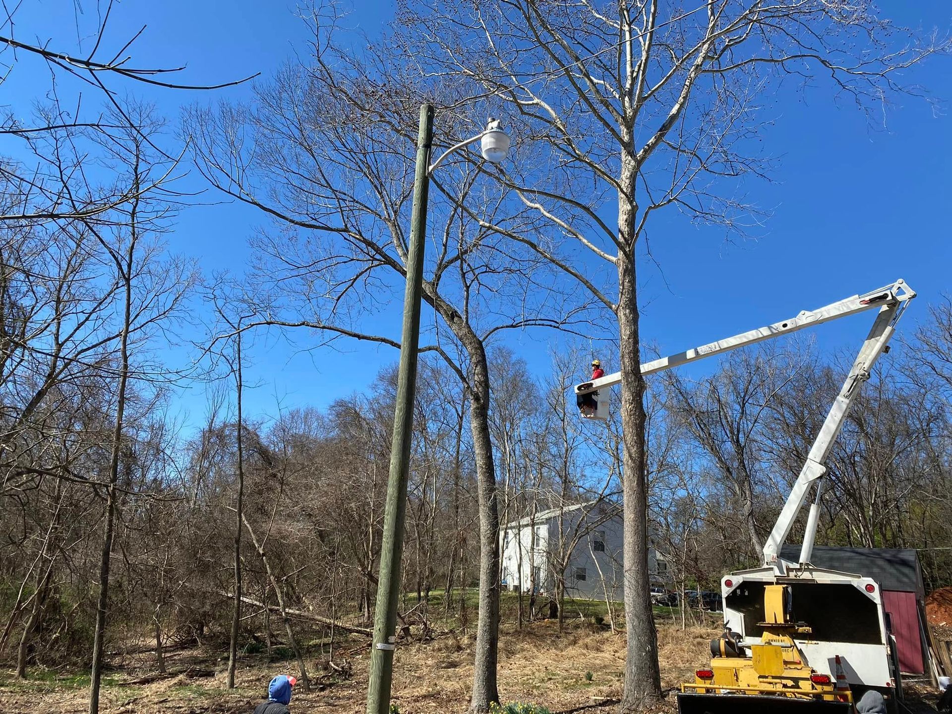 A crane is cutting a tree in the woods.