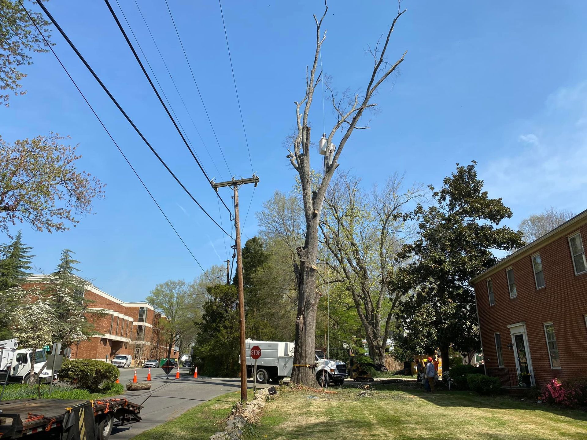 A large tree is being cut down in a residential area.