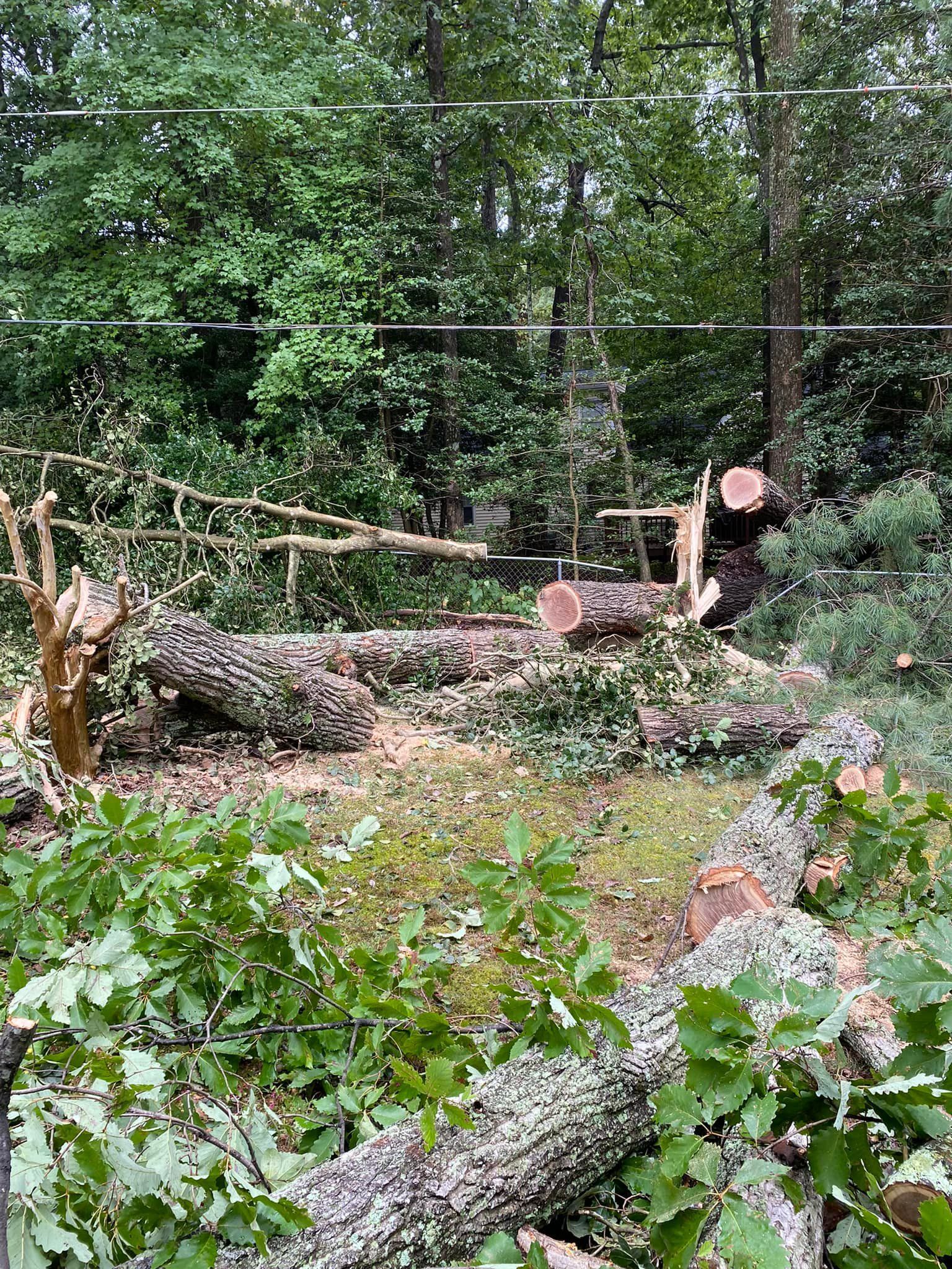 A pile of fallen trees in the middle of a forest.