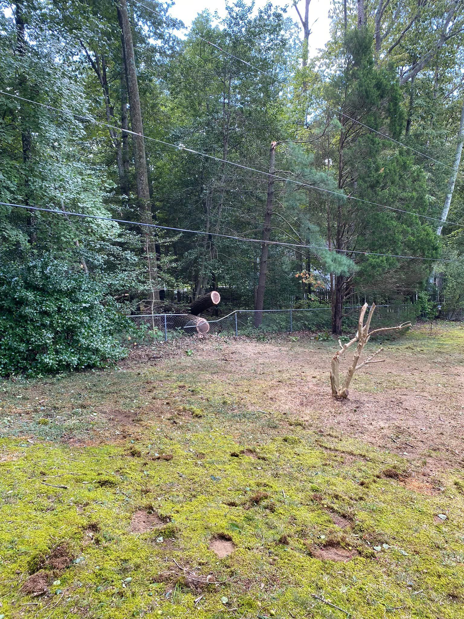 A person is standing in the middle of a field surrounded by trees.