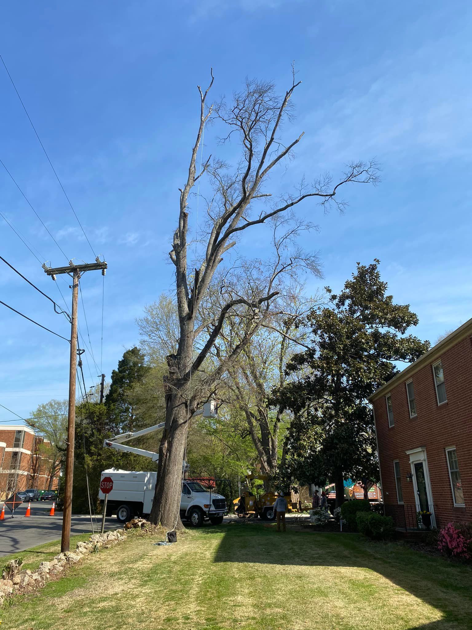 A large tree is sitting in the middle of a lush green yard next to a brick building.