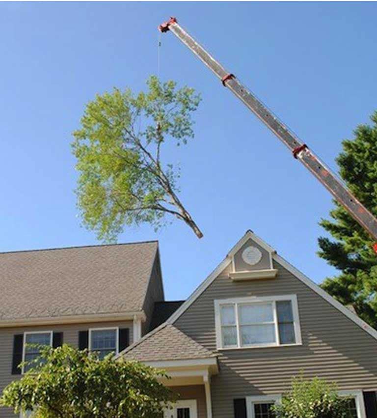 A tree is being removed from a house by a crane