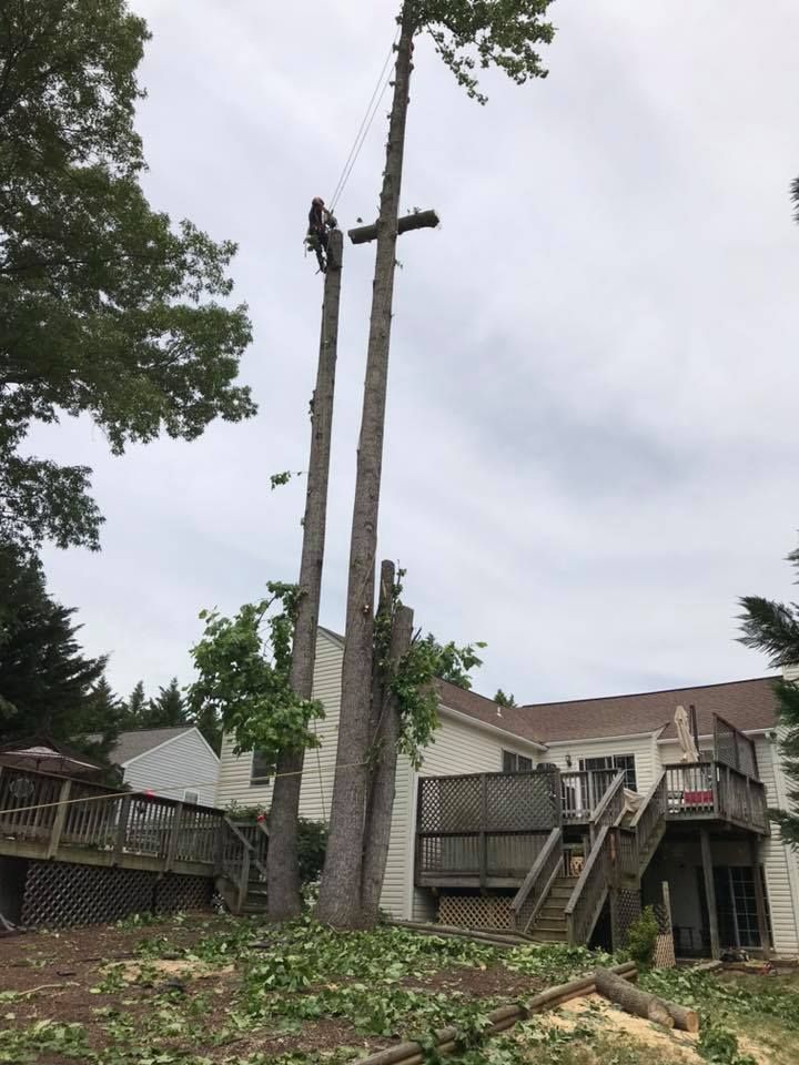 A tree is being cut down in front of a house
