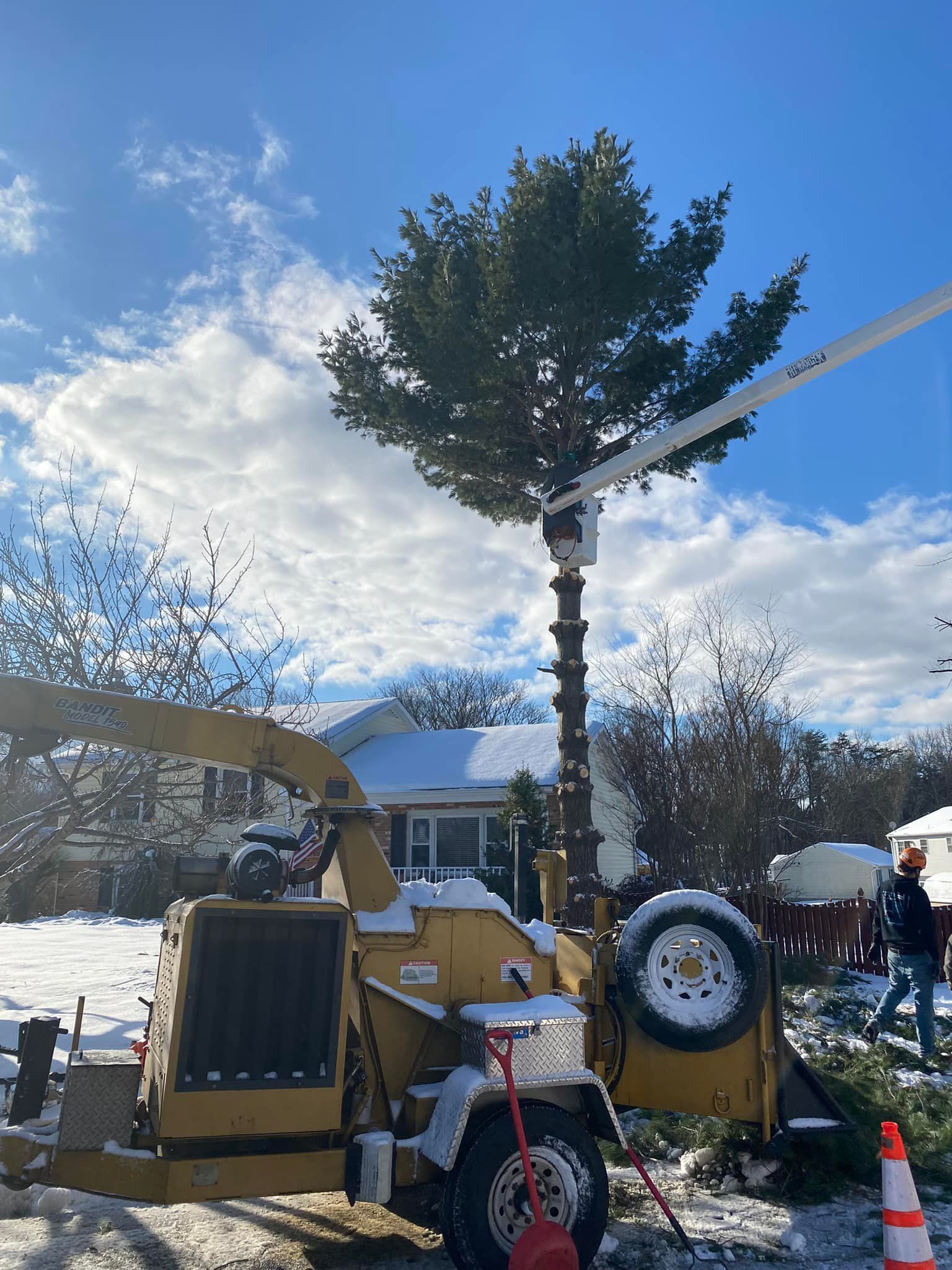 A tree is being cut down by a machine in the snow.