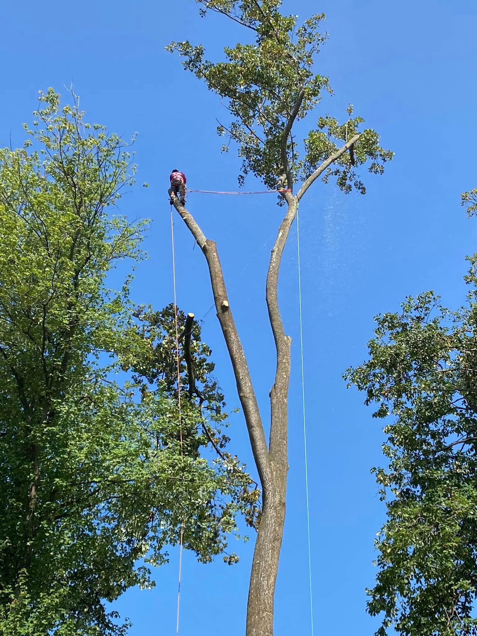A man is standing on top of a tree with a blue sky in the background.