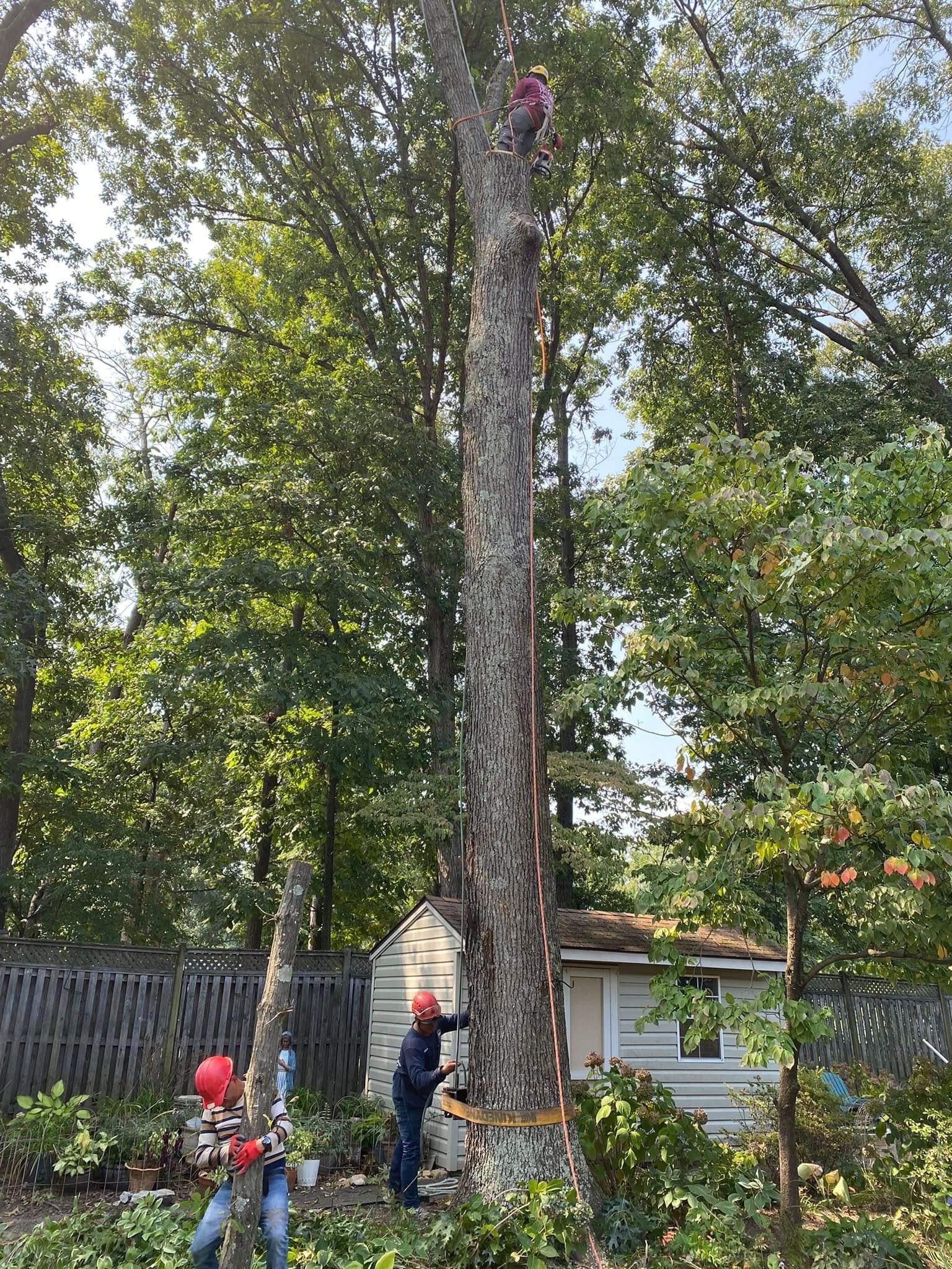 A man is cutting down a large tree in a backyard.