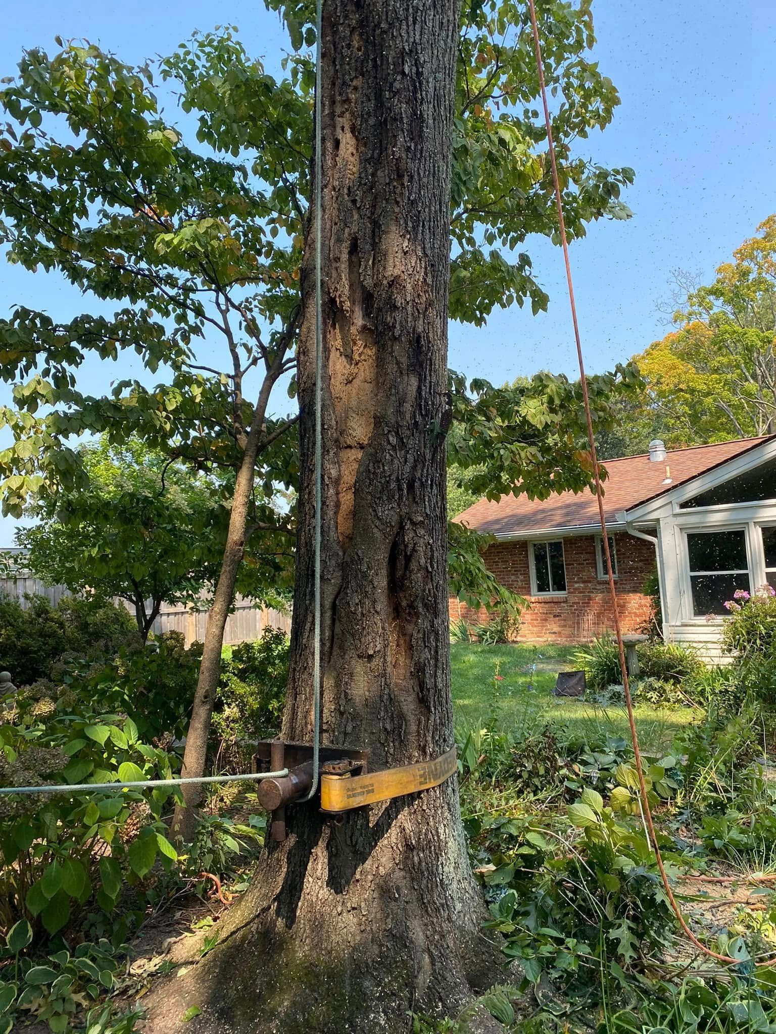A tree is being cut down by a chainsaw in front of a house.