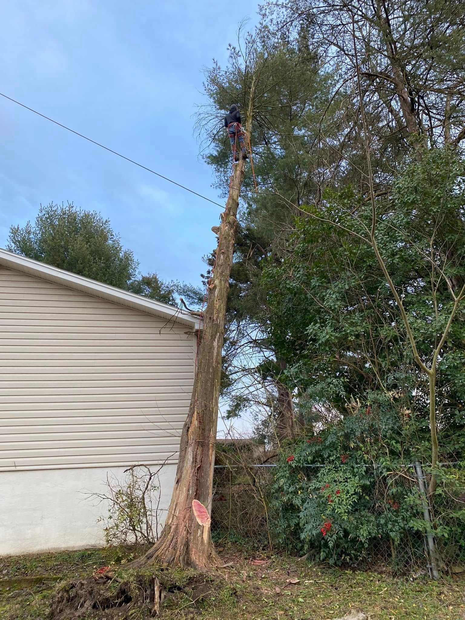 A man is climbing a tree next to a house.