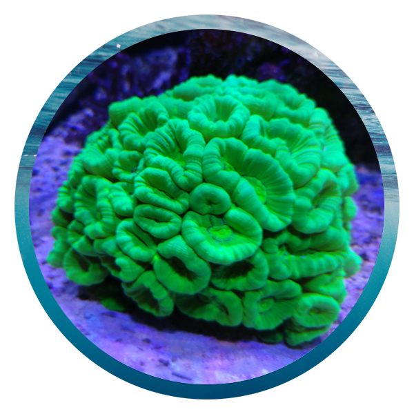 LightHouse Aquatics Services