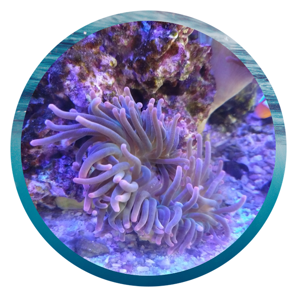 LightHouse Aquatics Services