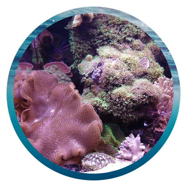 LightHouse Aquatics Services