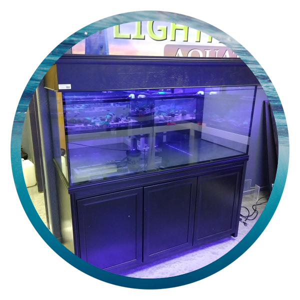 LightHouse Aquatics Services