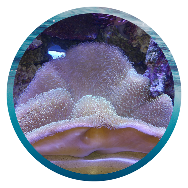 LightHouse Aquatics Services