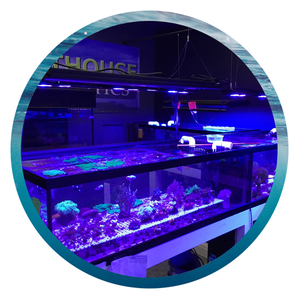 LightHouse Aquatics Services