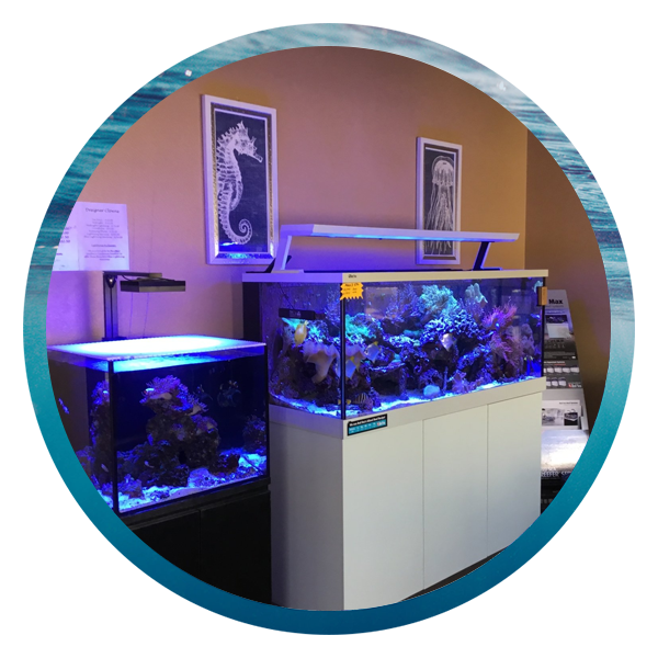 LightHouse Aquatics Services