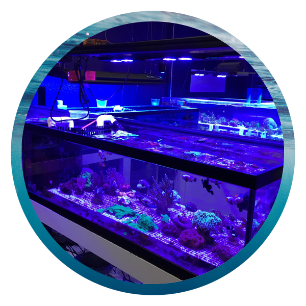 LightHouse Aquatics Services