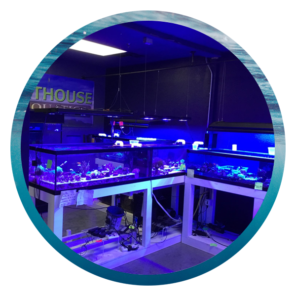 LightHouse Aquatics Services