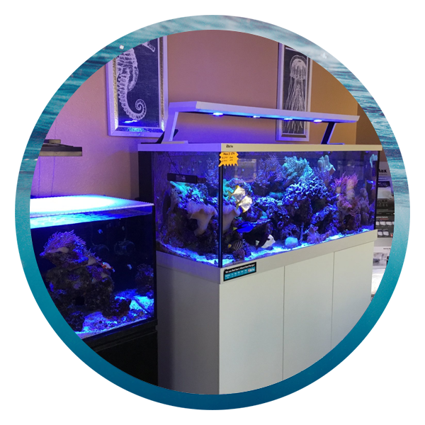 LightHouse Aquatics Services