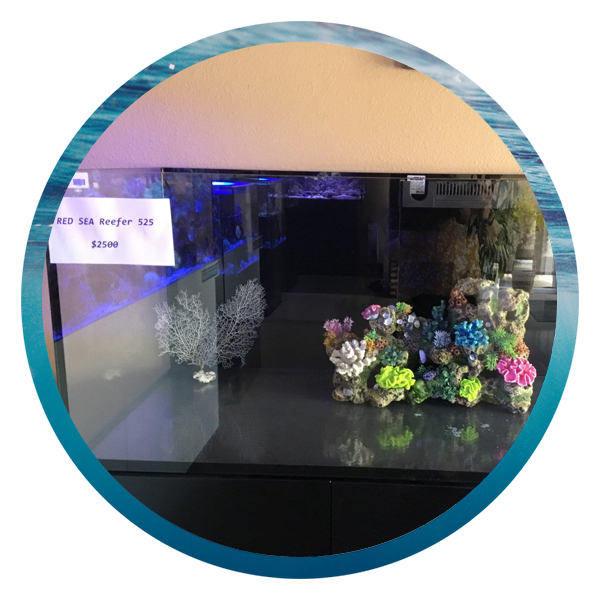 LightHouse Aquatics Services