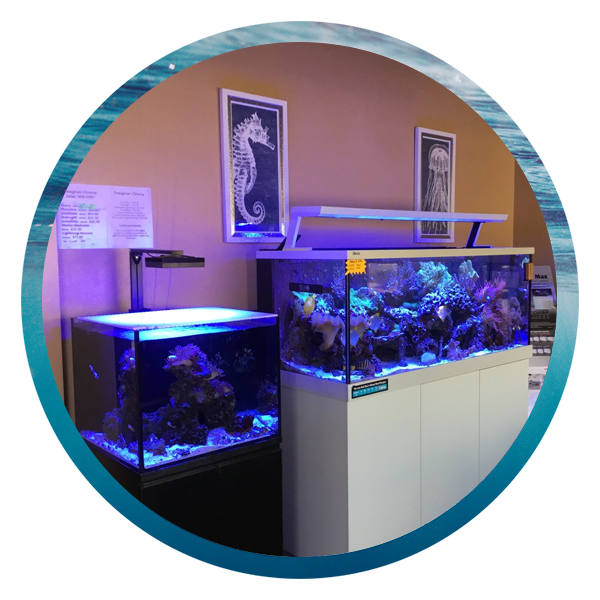 LightHouse Aquatics Services