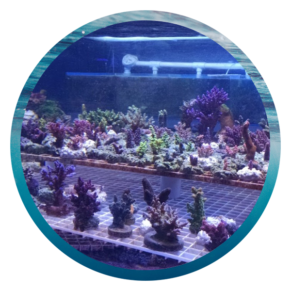LightHouse Aquatics Services