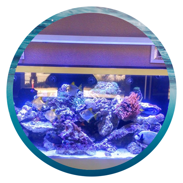 LightHouse Aquatics Services