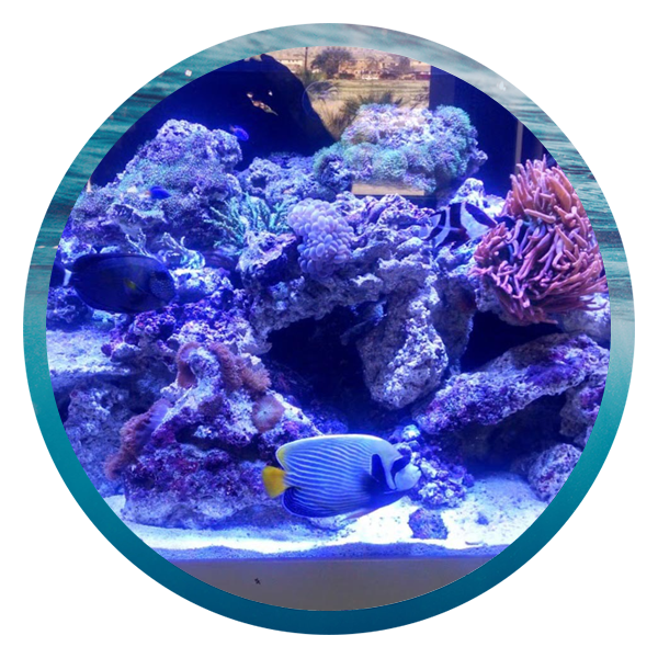 LightHouse Aquatics Services