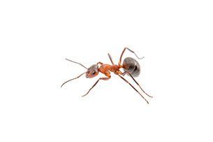 Fire Ant
