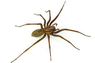 Spider