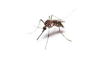 Mosquito