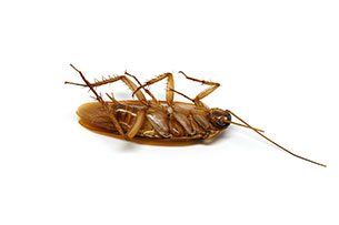 Cockroach