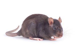 Rat
