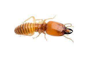 Termite