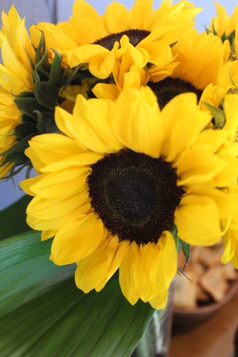 Sunflowers with bright yellow petals and dark centers, close-up.