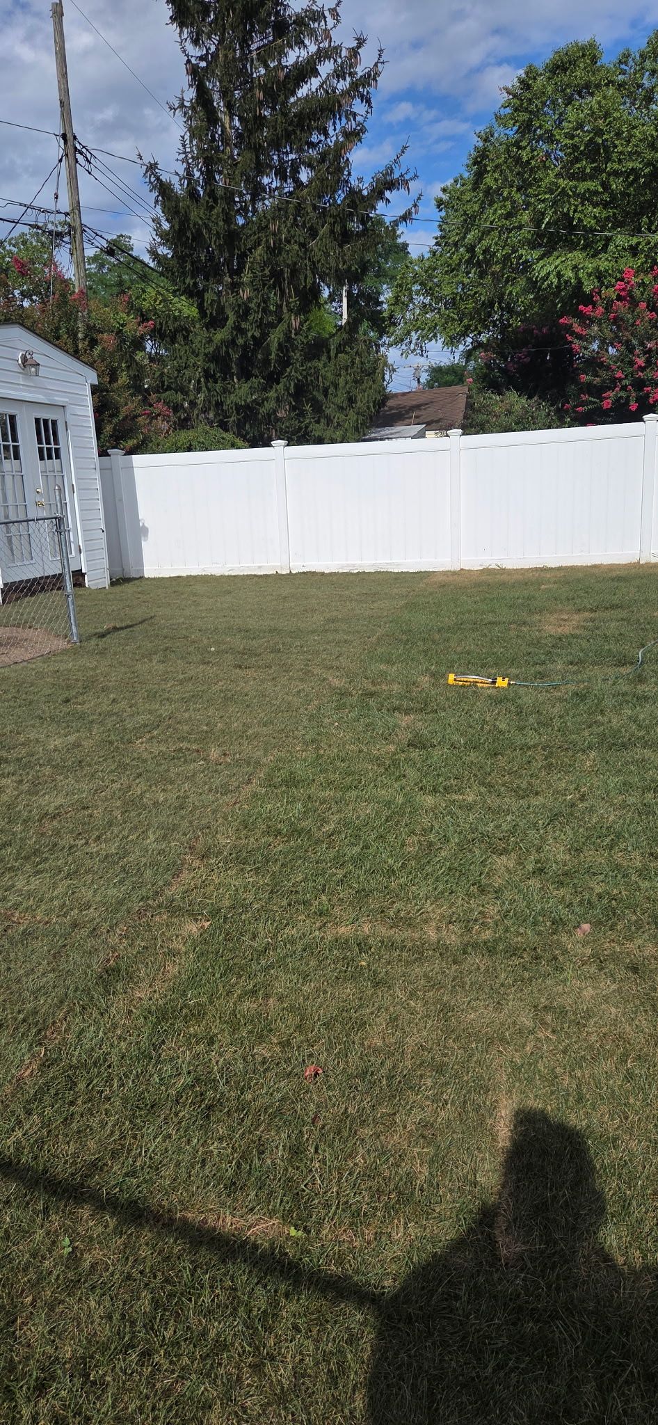 A grassy backyard with a white fence, trees, and blue sky. A shadow is in the foreground.