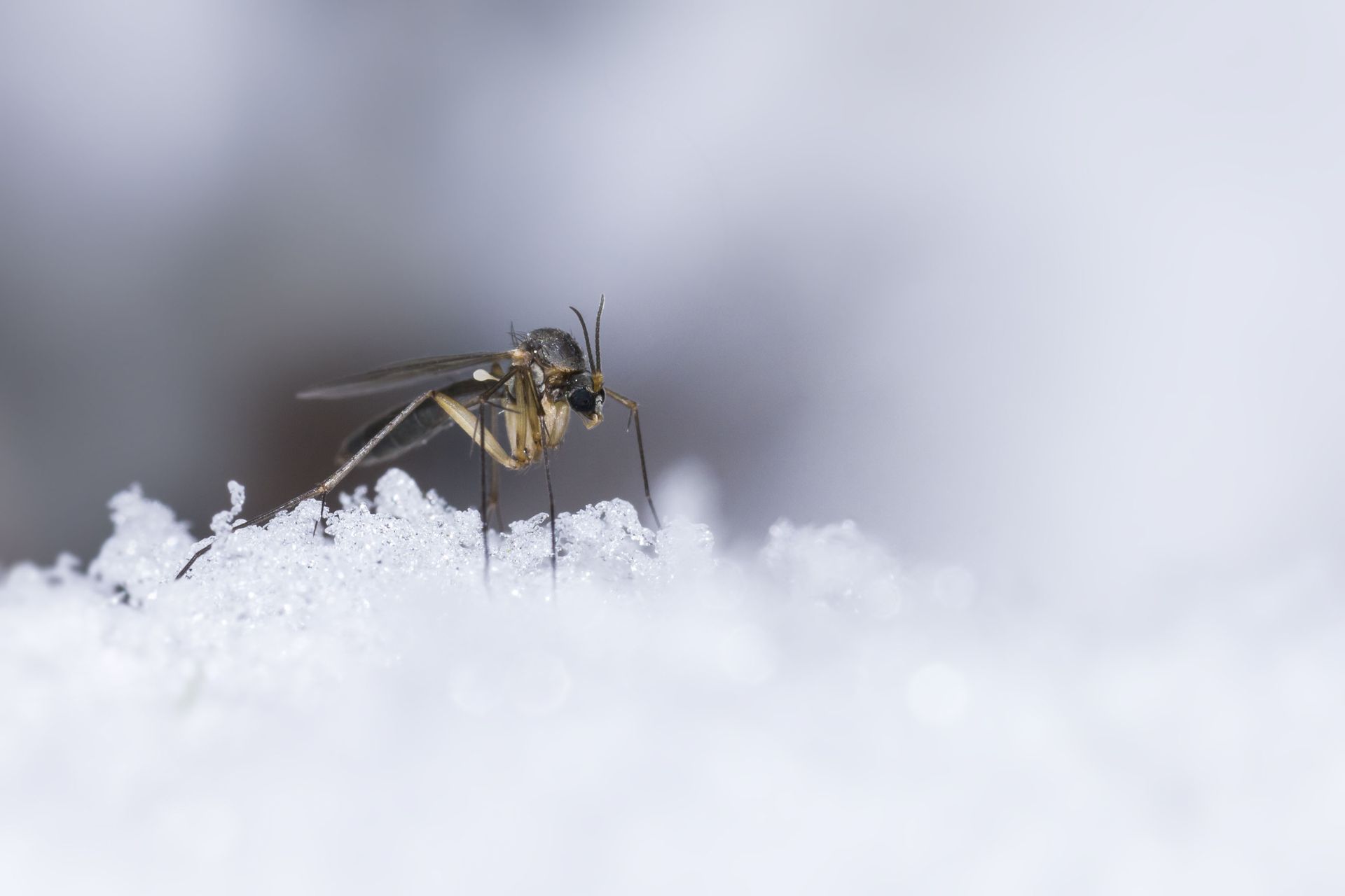A small black and tan insect perches on a snow-covered surface outdoors.