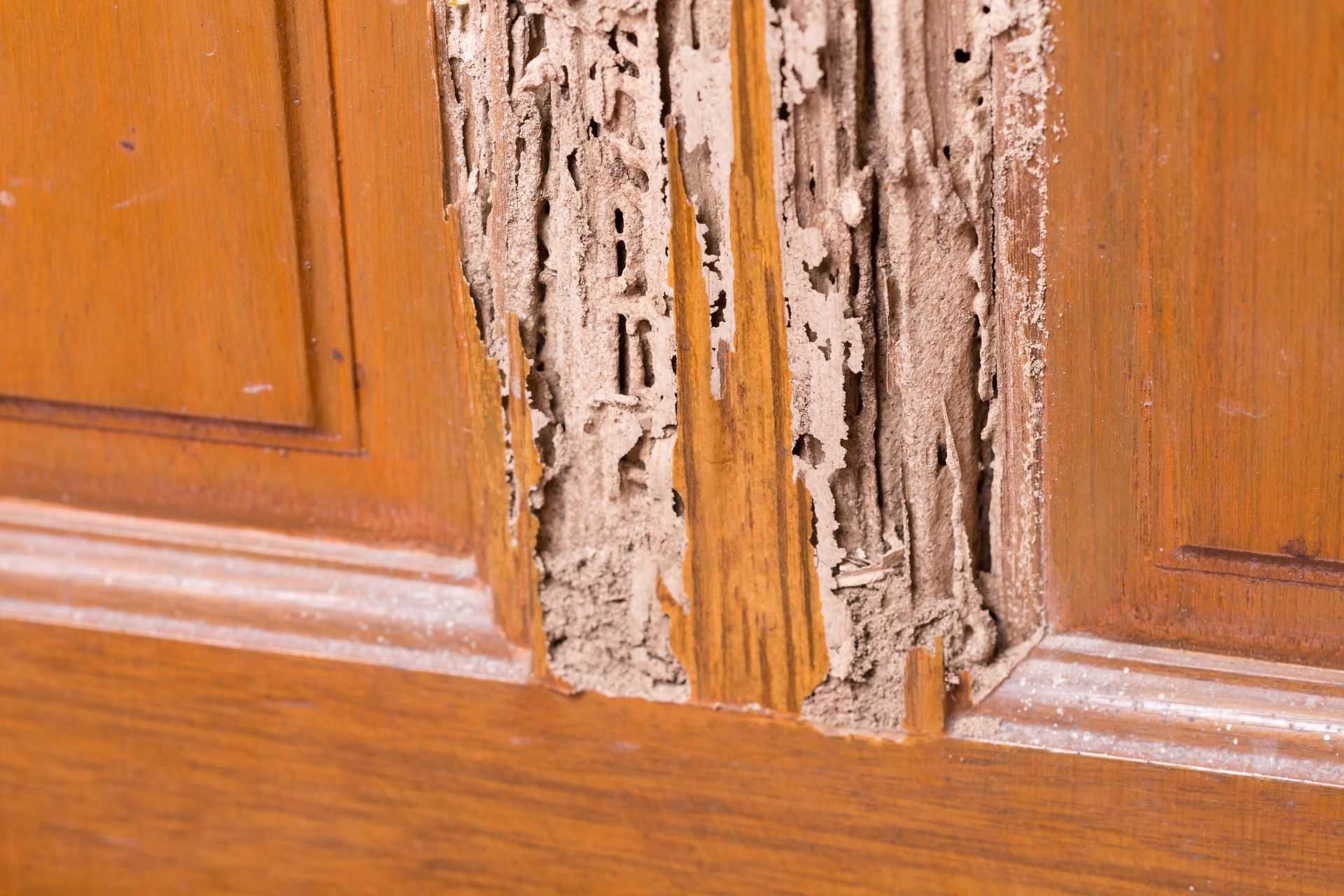 Wooden door frame severely damaged by termites, revealing tunnels and eaten wood.