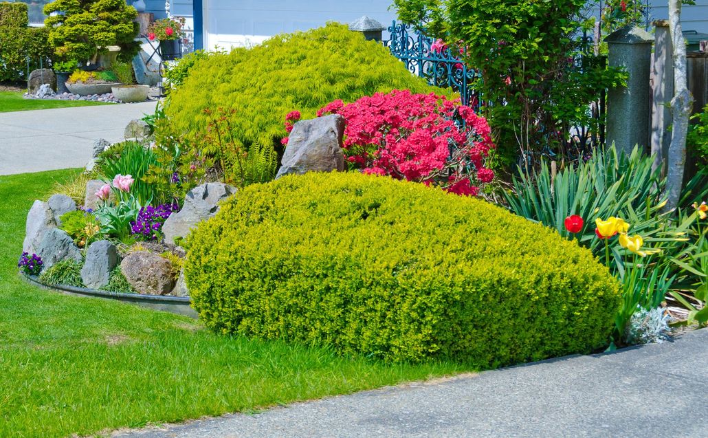 Colorful landscaped garden bed with trimmed shrubs and bright pink flowers beside a sidewalk