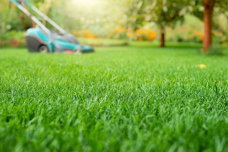 Lush green lawn with a blurred blue push mower in a sunny garden