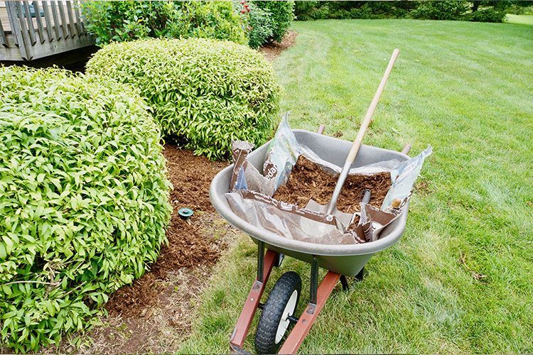 Wheelbarrow full of leaves and garden debris beside trimmed hedges on a lawn