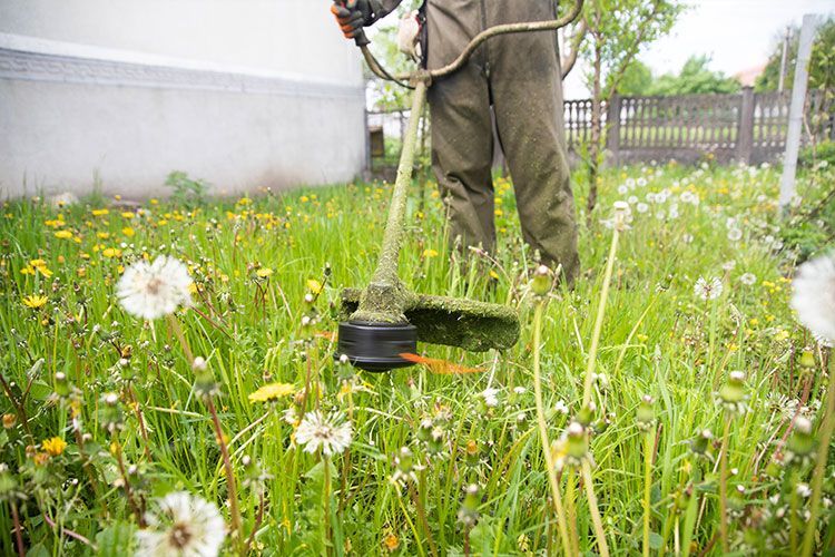 Person using a string trimmer to cut weeds in a grassy yard with dandelions.