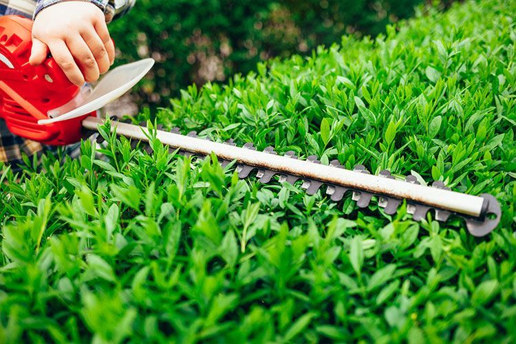 Hands trimming green shrubs with pruning shears beside a hedge trimmer on the grass