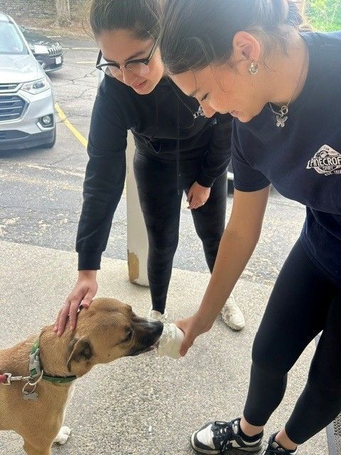 Two women pet a tan dog outdoors on a sidewalk near parked cars.