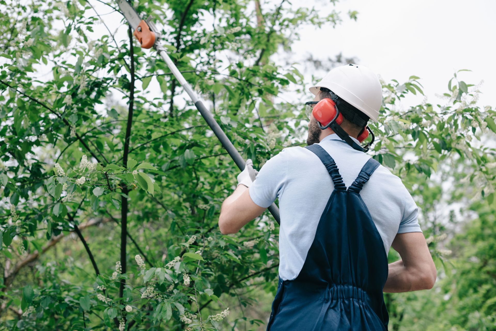 local tree trimming service