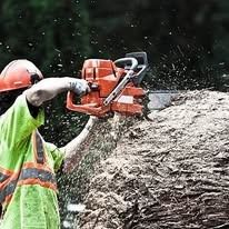 Person in safety gear using a chainsaw to cut a log, creating sawdust in an outdoor setting.