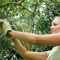 Woman with gardening gloves reaching into a tree, set outdoors with greenery.