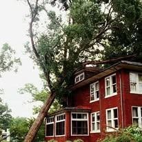 A tall tree leans on a red brick house. The tree's trunk and branches cover a portion of the roof.