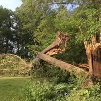 Fallen tree trunk and branches on a grassy lawn near a forest.